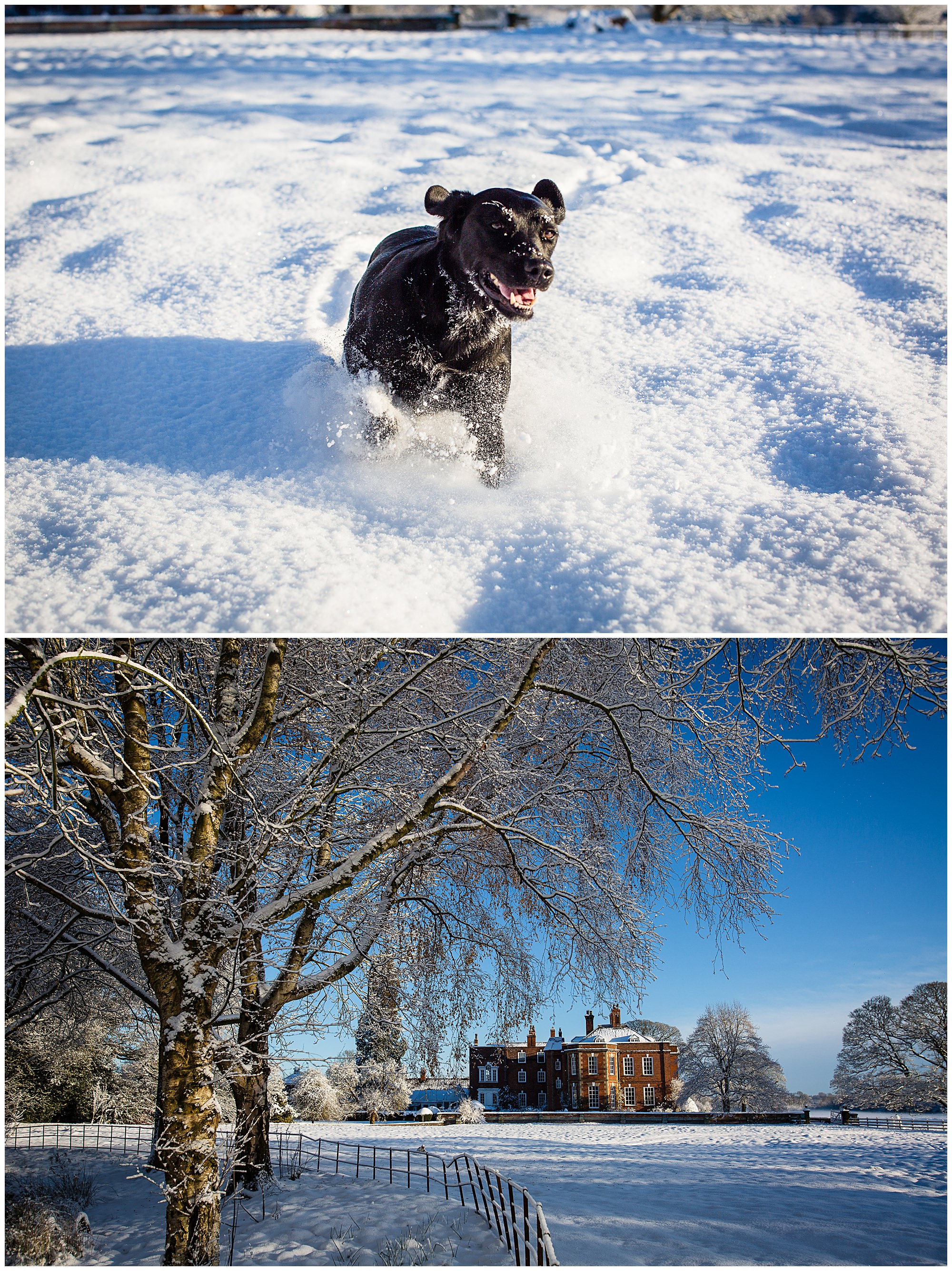 dog running in the snow at iscoyd park - Shropshire Wedding Venues in the Snow