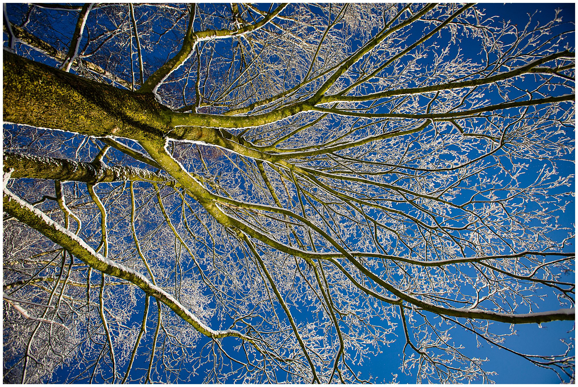 creative photo of the tree - shropshire wedding venues in the snow
